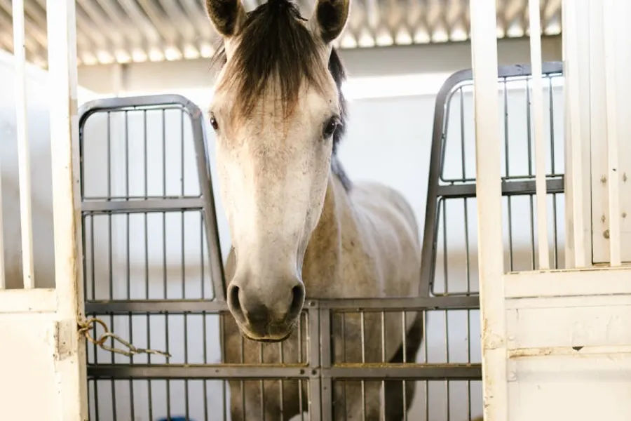 equestrian horse fence